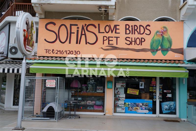 Sofias Love Birds Pet shop City Of Larnaka