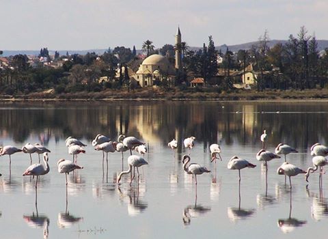 14955779_1300652213318594_968018342729484993_n